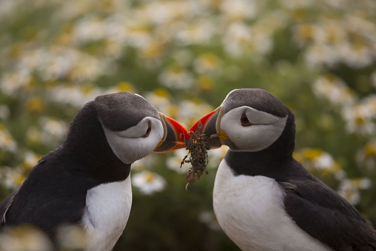 Puffin pair with nesting material, Skomer Island