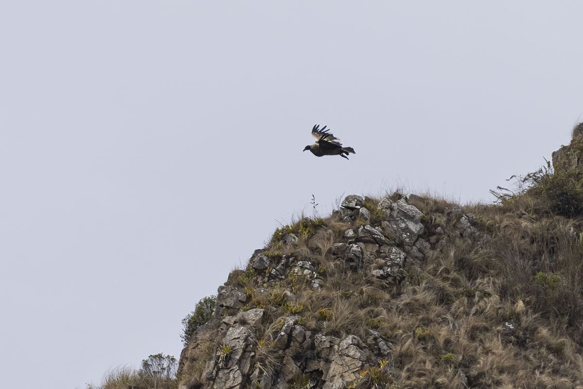 How to See Condors in Peru - Andean Condor